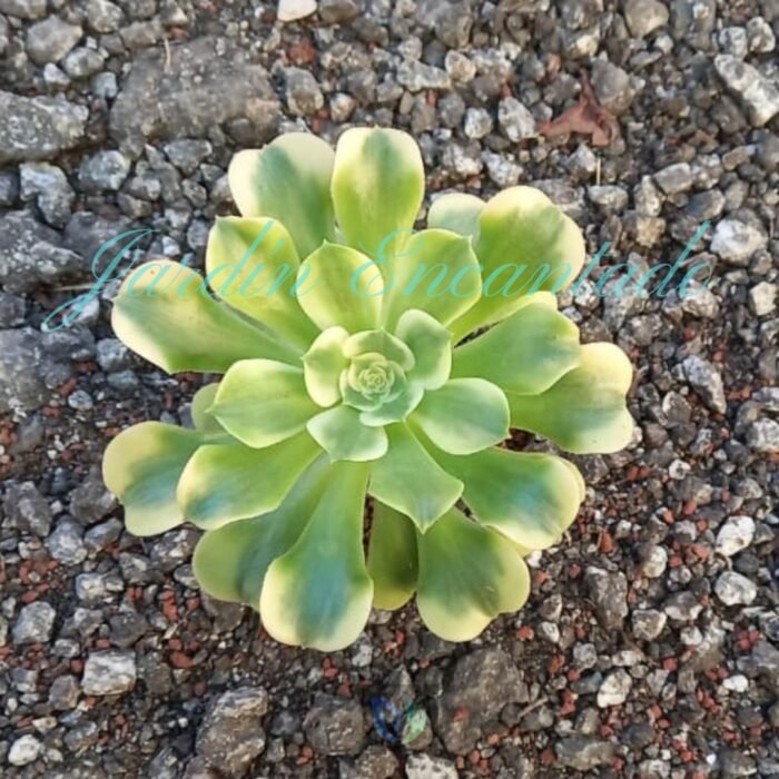 GREEN MEDUSA