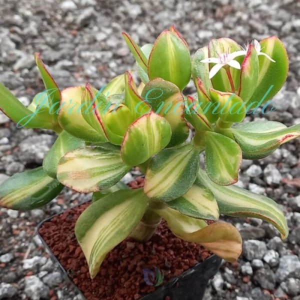 CRASSULA OVATA "RETURN OF BEAUTY"