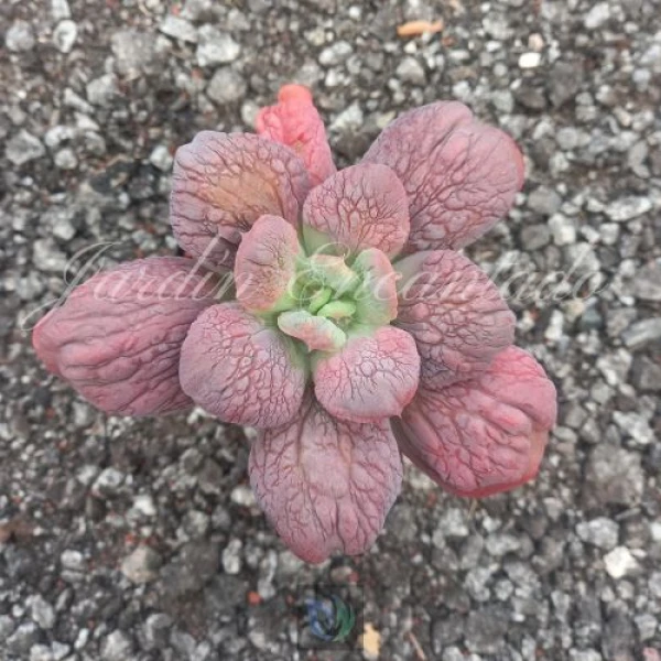 LILAC FROST HYBRID S04