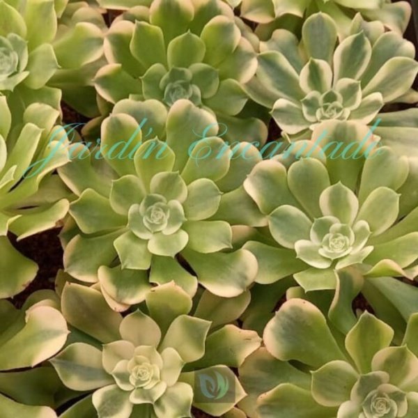 GREEN MEDUSA - Image 2