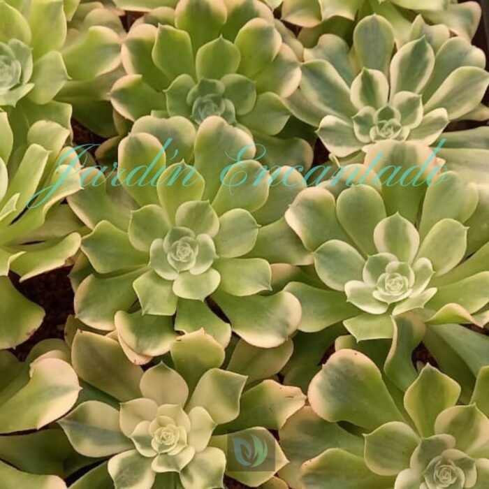 GREEN MEDUSA - Image 2