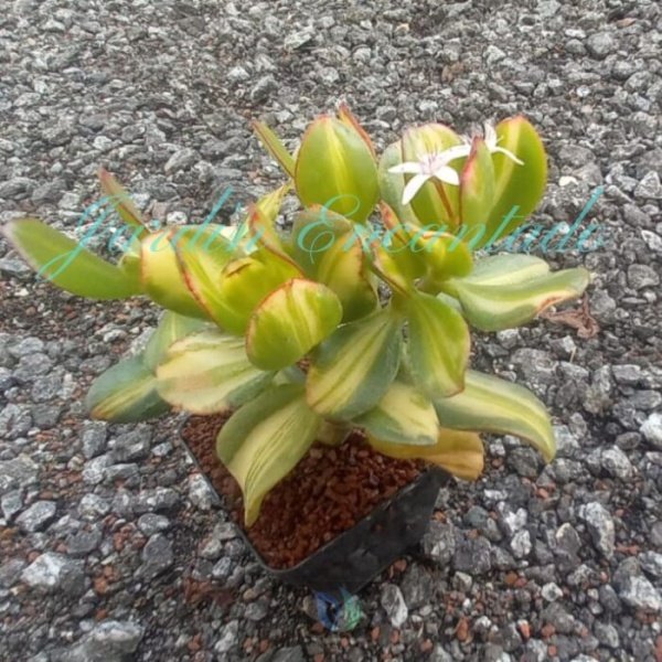CRASSULA OVATA "RETURN OF BEAUTY" - Image 2