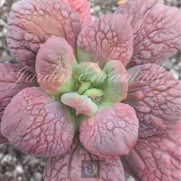 LILAC FROST HYBRID S04 - Image 2