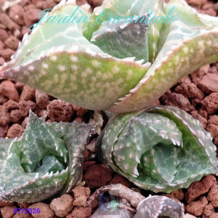 HARD LEAF VENOSA ALLIGATOR SCALE - Image 3