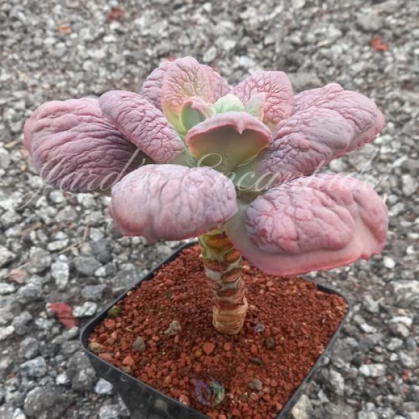 LILAC FROST HYBRID S04 - Image 3
