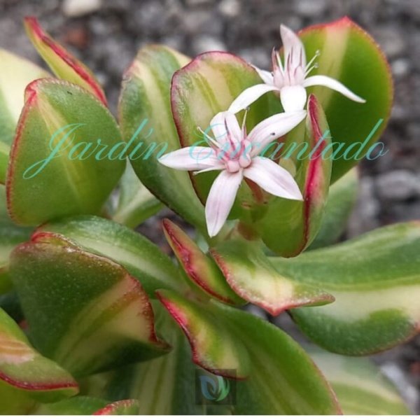 CRASSULA OVATA "RETURN OF BEAUTY" - Image 3