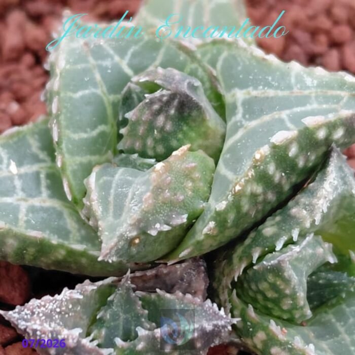 HARD LEAF VENOSA ALLIGATOR SCALE - Image 4