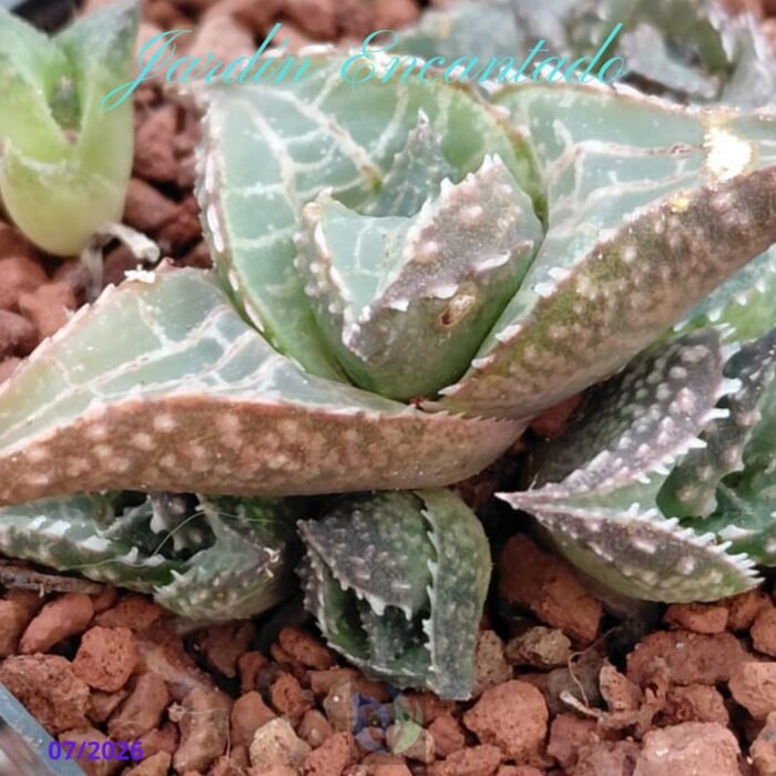 HARD LEAF VENOSA ALLIGATOR SCALE - Image 5