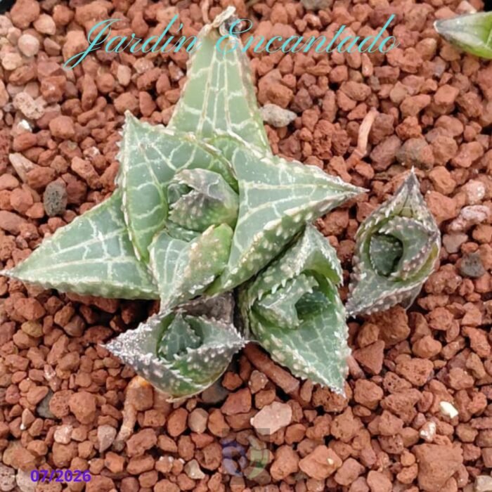 HARD LEAF VENOSA ALLIGATOR SCALE - Image 6