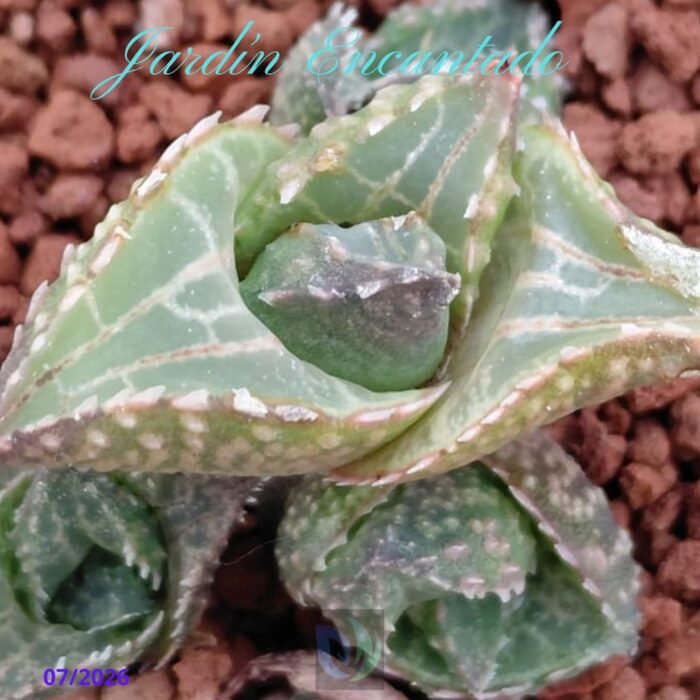 HARD LEAF VENOSA ALLIGATOR SCALE - Image 7