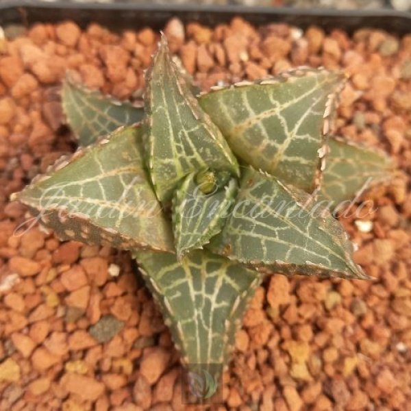 HARD LEAF VENOSA ALLIGATOR SCALE