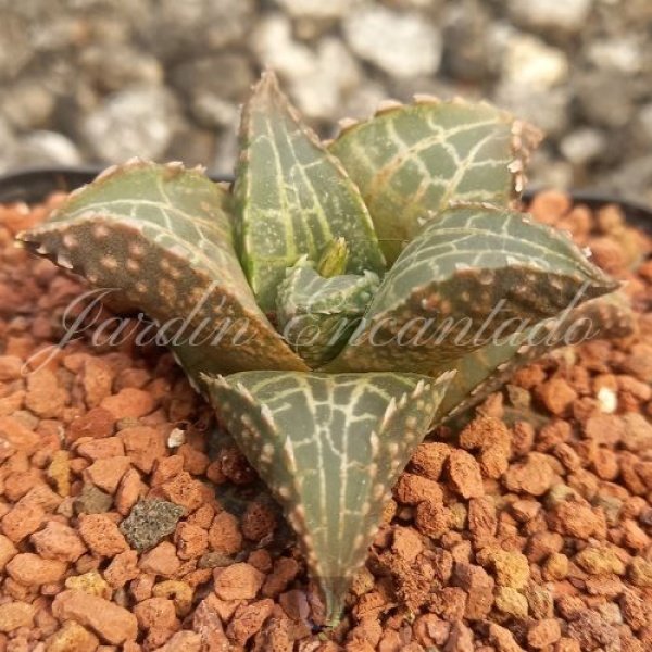 HARD LEAF VENOSA ALLIGATOR SCALE - Image 2