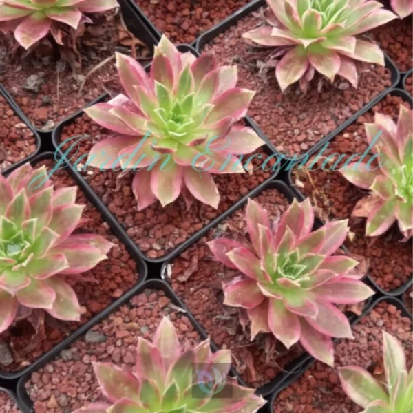 PEACOCK VARIEGADO