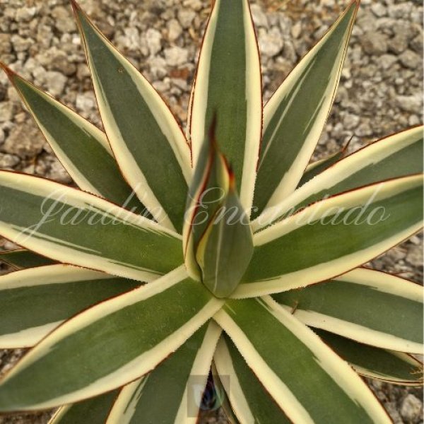 AGAVE BURNT BURGUNDY VARIEGADO