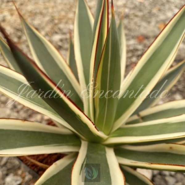 AGAVE BURNT BURGUNDY VARIEGADO - Image 2