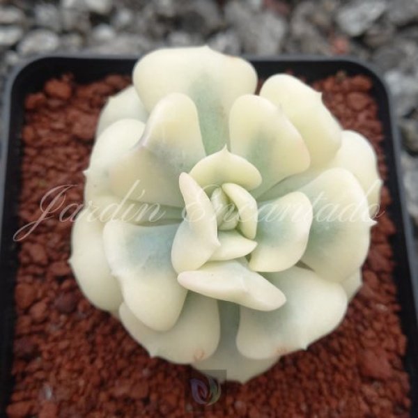 CUBIC FROST VARIEGADA