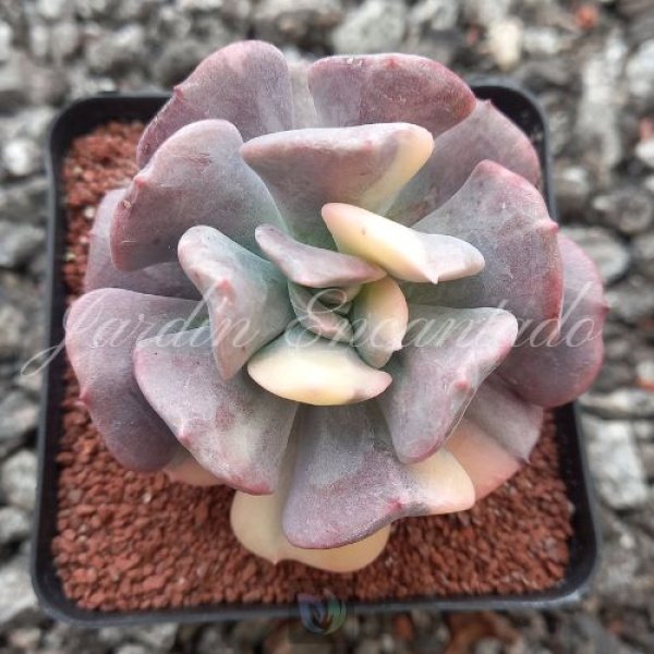 CUBIC FROST VARIEGADA