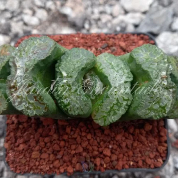 TRUNCATA DAIKOKU