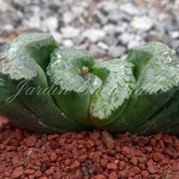 TRUNCATA DAIKOKU - Image 2