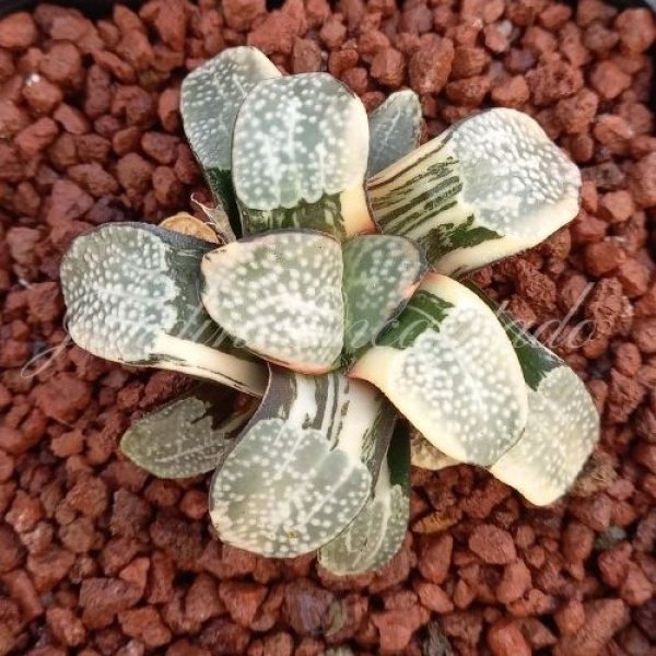 GROENEWALDII VARIEGADA