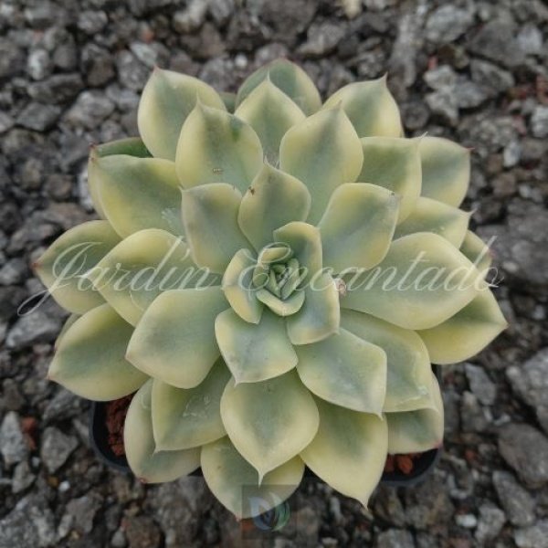 MOON FAIRY VARIEGADA