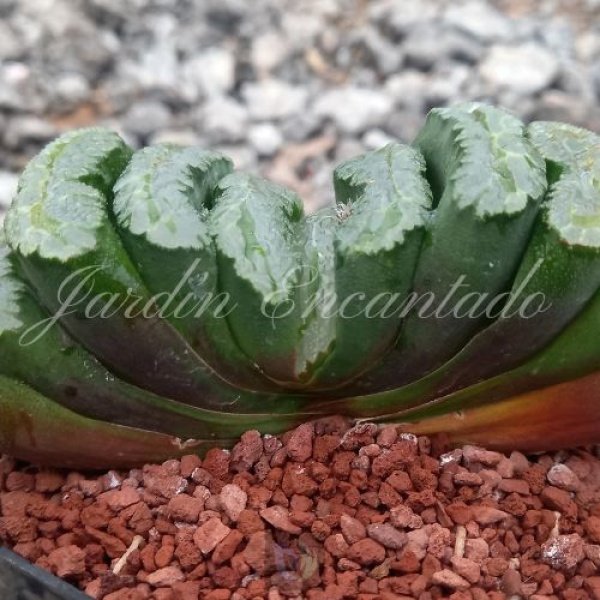 TRUNCATA PIRATES - Image 2