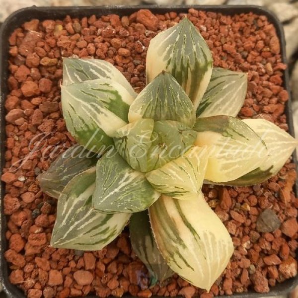 RED FLAME VARIEGADA