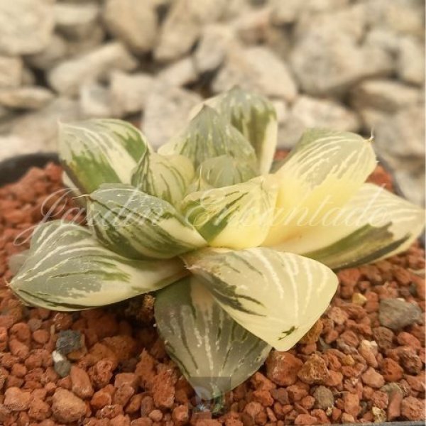 RED FLAME VARIEGADA - Image 2