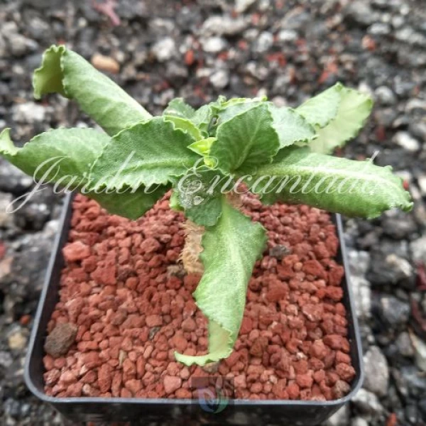 FRANCOISII HYBRID (4M)