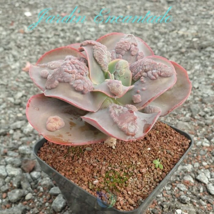 ATH05 - Image 7