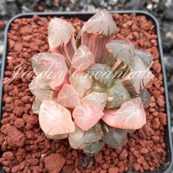 OBTUSA RED SUN VARIEGADA (1)