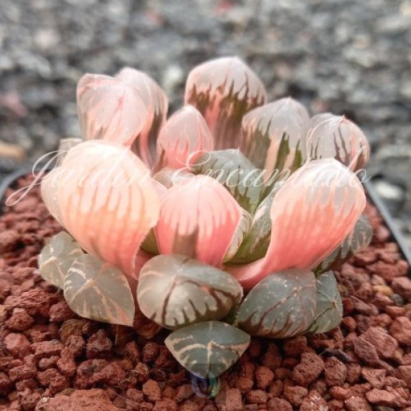 OBTUSA RED SUN VARIEGADA (1) - Image 2