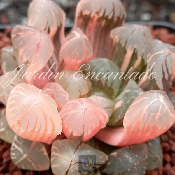 OBTUSA RED SUN VARIEGADA (1) - Image 3