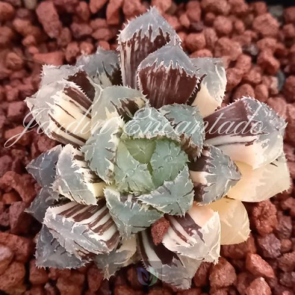 RED STONE VARIEGADA (2)