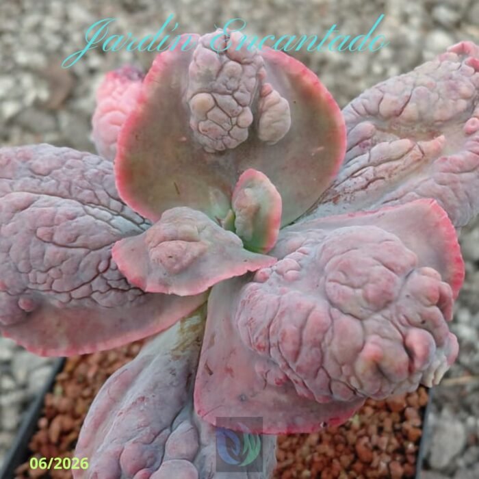 STARFISH - Image 4
