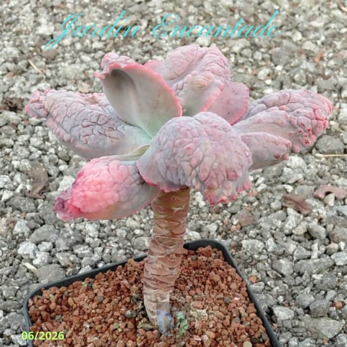 STARFISH - Image 6