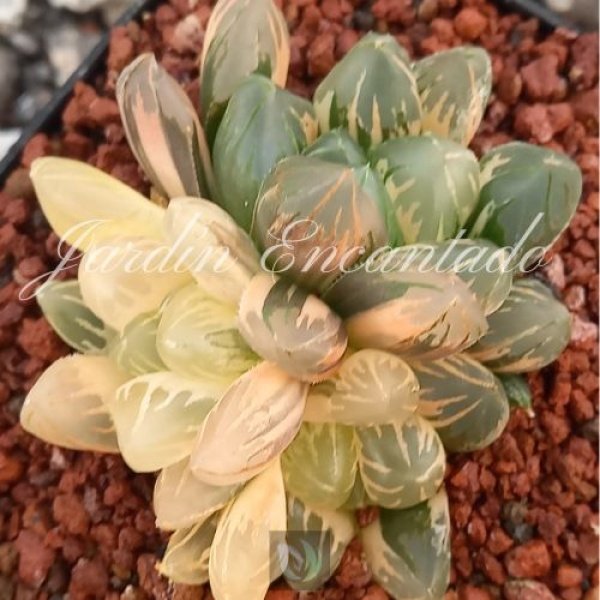 BLACK GRAPE VARIEGADA (MH) - Image 2