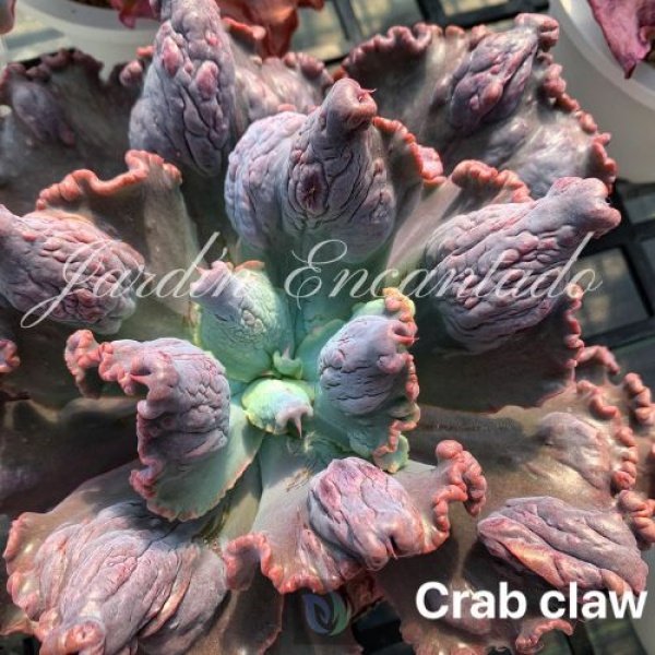 CRAB CLAW - Image 4