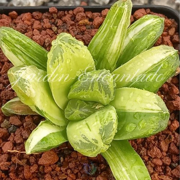 MIHO VARIEGADA (CH)