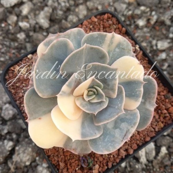 POLLUX VARIEGADA (6)