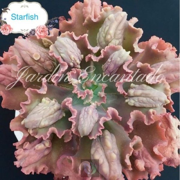 STARFISH - Image 4