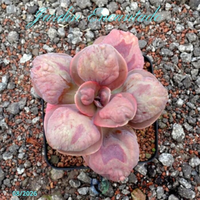 JASPER - Image 3