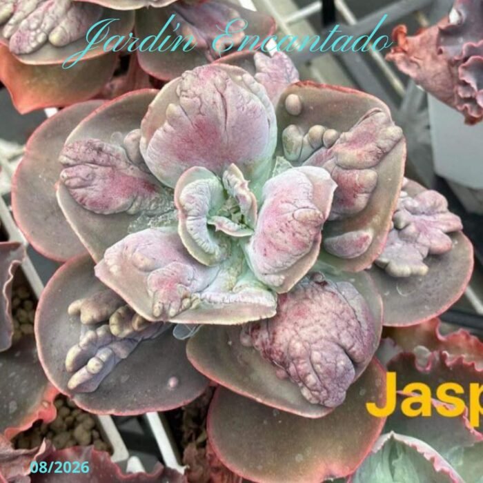 JASPER - Image 5