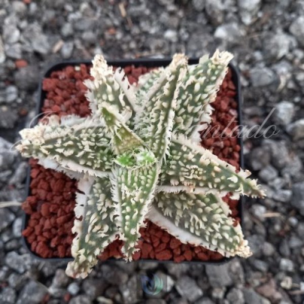 ALOE HYBRID - 1 -