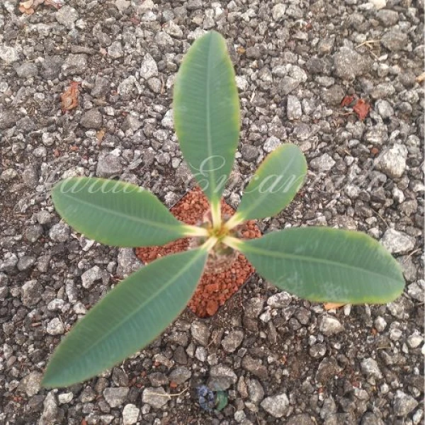 EUPHORBIA PACHYPODIOIDES - CH -
