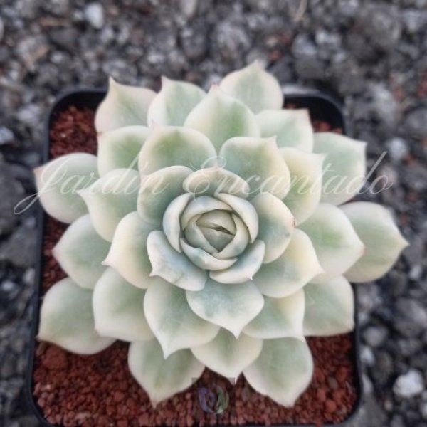 ONSLOW VARIEGADA