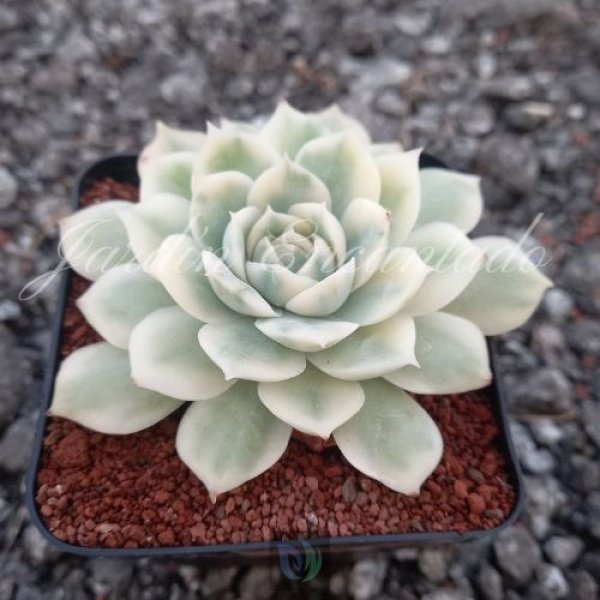 ONSLOW VARIEGADA - Image 2