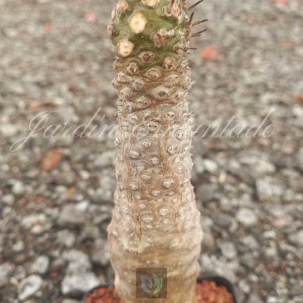 EUPHORBIA PACHYPODIOIDES -G- - Image 3