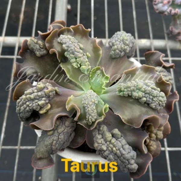 TAURUS - Image 4