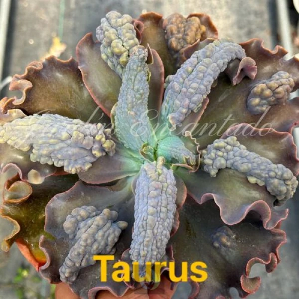 TAURUS - Image 5